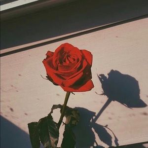 Meet your Posher, Rosa